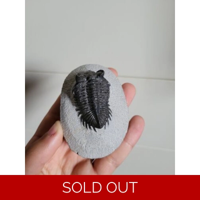 Bargain Coltraenia Oufatenensis Trilobite Fossil From The Devonian of Morocco